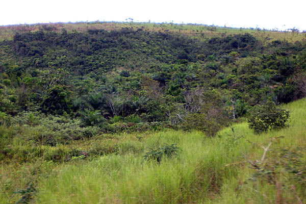 コンゴの森